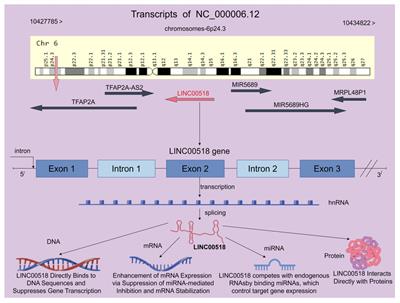 LINC00518: a key player in tumor progression and clinical outcomes